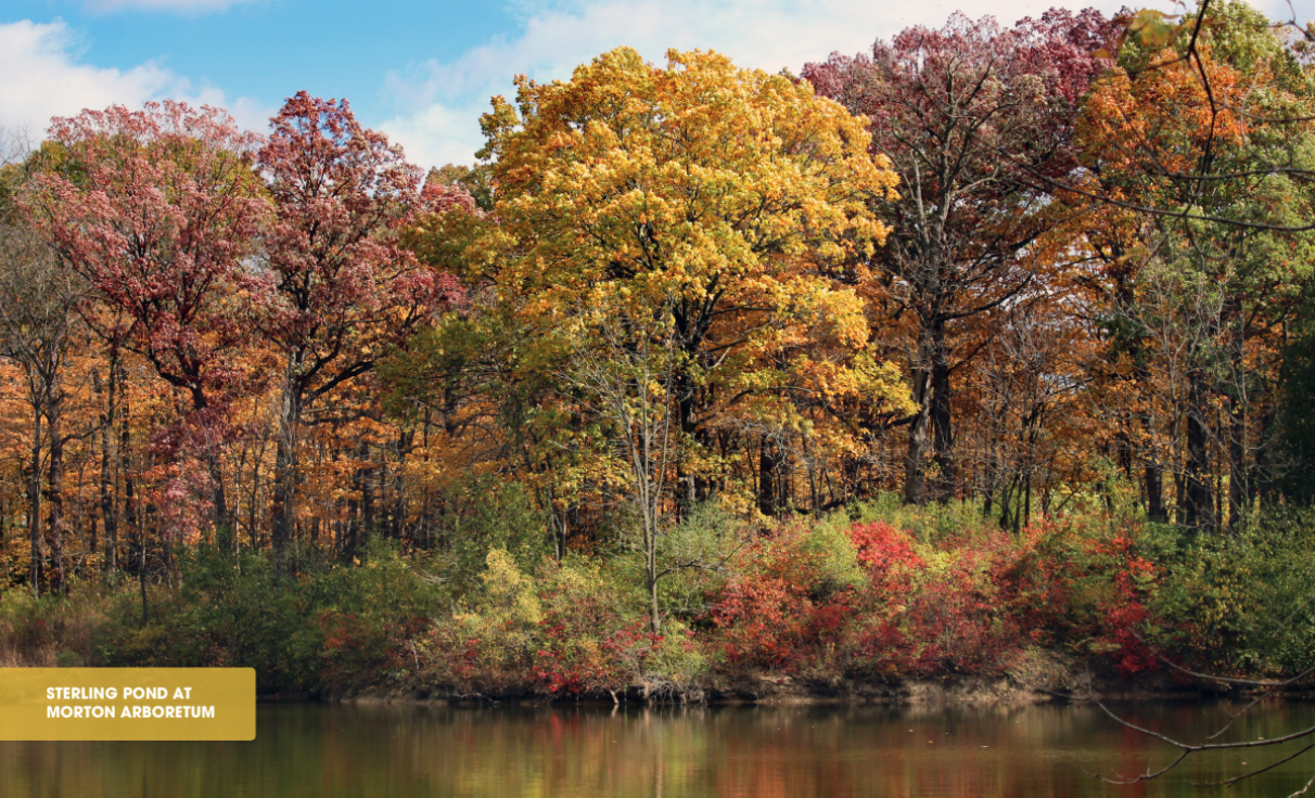 Fall Colors 7